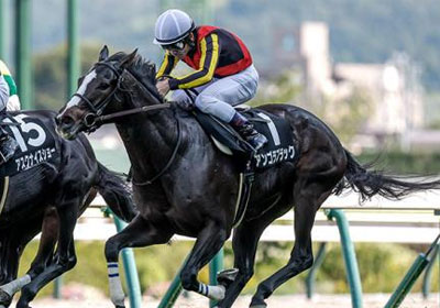 アンゴラブラック