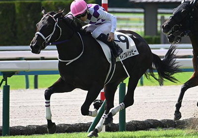 メイプルハッピー