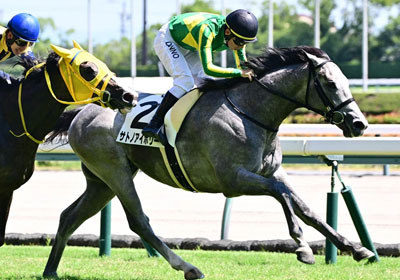 サトノアイボリー