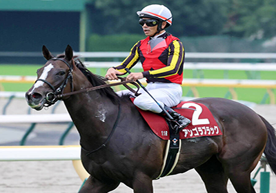 アンゴラブラック