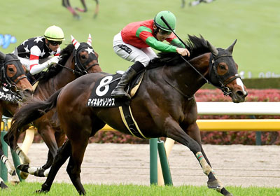 マイネルケレリウス