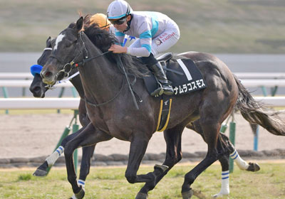 ナムラコスモス