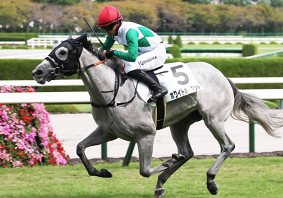 ホワイトオーキッド