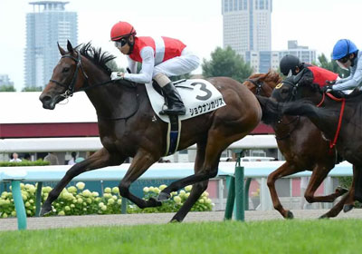 ショウナンカリス