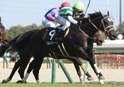 ソルトクィーン